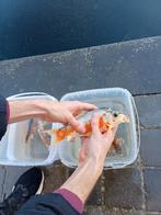 Jonge koi 2j oud 10-15cm €7/st, Dieren en Toebehoren, Karper of Koi