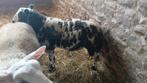 Agnelle baggerbond, Dieren en Toebehoren, Schapen, Geiten en Varkens, Vrouwelijk, Schaap, 0 tot 2 jaar