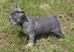 Schitterende/gezonde Franse Bulldog pups - 8 weken -, Dieren en Toebehoren, Honden | Bulldogs, Pinschers en Molossers, België