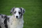 Australische herder pups ,Aussi, Australian shepherd, België, 15 weken tot 1 jaar, CDV (hondenziekte), Meerdere