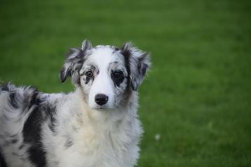 Australische herder pups ,Aussi, Australian shepherd beschikbaar voor biedingen
