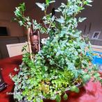 Hedera mini, Kalanchoe e.a., Ophalen