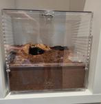 Ingericht acryl terrarium van arachnosys 30x30x30 nieuwstaat, Dieren en Toebehoren, Ophalen, Nieuw, Terrarium of Paludarium