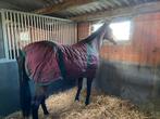 Leer-rectreatie-wandelpaard, Dieren en Toebehoren, Paarden, Merrie, Gechipt, Zadelmak, 160 tot 165 cm