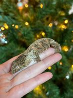 Pine Island leachianus nakweek, Dieren en Toebehoren, Reptielen en Amfibieën, Hagedis, Tam, 0 tot 2 jaar