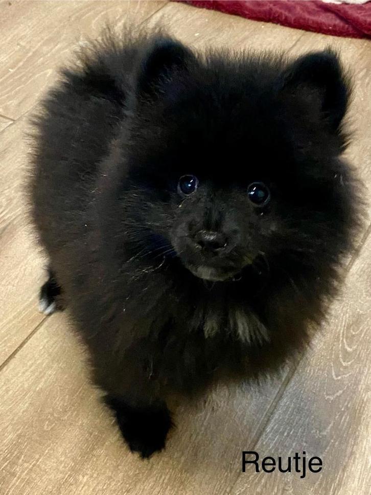 Dwergkeesjes.  Duitse spitz, Dieren en Toebehoren, Honden | Poolhonden, Keeshonden en Oertypen, Reu, Keeshond, Fokker | Professioneel