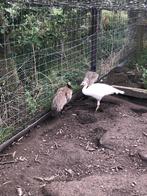 Pauwen, Dieren en Toebehoren