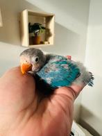 Inseparable fisher, Enlèvement