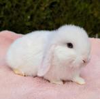 Lief tam baby konijn minilop mannetje blauwe ogen, Dieren en Toebehoren, Konijnen, Mannelijk, Dwerg, Hangoor, 0 tot 2 jaar