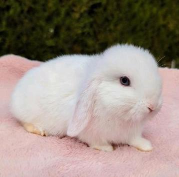 Lief tam baby konijn minilop mannetje blauwe ogen  beschikbaar voor biedingen