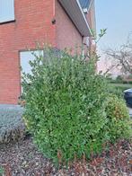 Hulst struik, Ophalen, Hulst, Struik