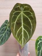 Anthurium green saucer, Ophalen of Verzenden