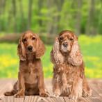 DRINGEND GEZOCHT, Dieren en Toebehoren, Ophalen