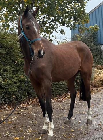 Sport  beschikbaar voor biedingen