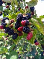 Mûriers sans épines - Arapaho, Tuin en Terras, Planten | Fruitbomen, Ophalen of Verzenden, Halfschaduw, Overige soorten