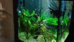Juwel aquarium + planten, Dieren en Toebehoren, Vissen | Aquaria en Toebehoren, Ophalen of Verzenden, Gebruikt