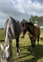 Arabisch volbloed hengstenveulen, Dieren en Toebehoren, Paarden, Hengst, Recreatiepaard, Gechipt, 0 tot 2 jaar