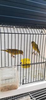 Kruising sijs & Raza kanarie