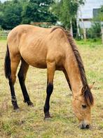 Pre hengst - lage prijs!!, Dieren en Toebehoren, Paarden, Hengst