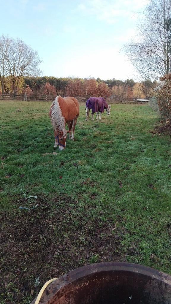 Jument Haflinger, Animaux & Accessoires, Chevaux