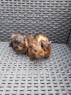 Cavia's, Dieren en Toebehoren, Knaagdieren, September, Meerdere dieren, Cavia
