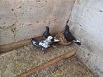 Irans duiven, Dieren en Toebehoren