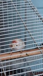 Barmsijs, Dieren en Toebehoren, Vogels | Kanaries