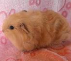 Teddy jongen, Dieren en Toebehoren, Knaagdieren, Cavia, Mannelijk, Tam, September
