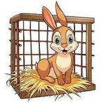 lot Cage et enclos pour lapin hamsters, Animaux & Accessoires, Enlèvement ou Envoi, Comme neuf, Cage, Lapin