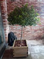 Laurier op stam 160 cm, Tuin en Terras, Planten | Bomen, Ophalen