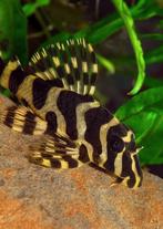 L201 en L134, Dieren en Toebehoren, Vissen | Aquariumvissen