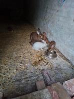 3 jonge konijnen, Meerdere dieren, Groot, 0 tot 2 jaar