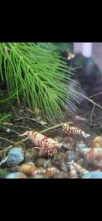 Crevettes d'aquarium à vendre, Kreeft, Krab of Garnaal, Zoetwatervis