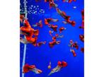 Guppy Snakeskin koi koppel (man+vrouw), Dieren en Toebehoren, Vissen | Aquariumvissen