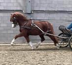 Extra bewegende internationale Welsh b pony ruin, Dieren en Toebehoren, Gechipt, Ruin, Niet van toepassing, 7 tot 10 jaar