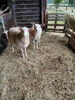 2 ooilammeren te koop, Vrouwelijk, Schaap, 0 tot 2 jaar