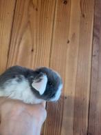 Prachtig nederlands dwerg hangoortje voedstertje