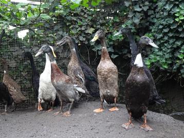 Indische loopeenden ter adoptie - Eenden & woerden loopeend beschikbaar voor biedingen