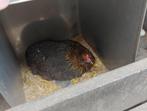 Zwarte araucana bolstaart + 5 kuikens, Dieren en Toebehoren, Vrouwelijk, Kip