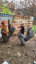 Serama kip en haan te koop, Meerdere dieren, Kip