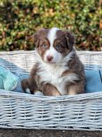 Hier geboren prachtige australische herder pups, België, Overige rassen, CDV (hondenziekte), 8 tot 15 weken