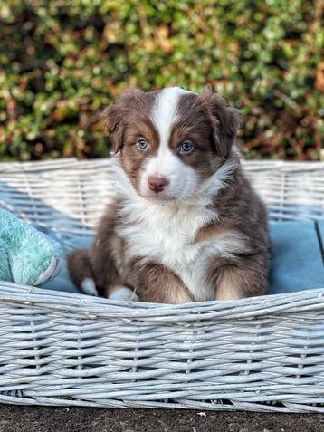 Hier geboren prachtige australische herder pups beschikbaar voor biedingen