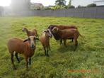 Barbados black belly, Dieren en Toebehoren, Schapen, Geiten en Varkens, Vrouwelijk, Schaap, 0 tot 2 jaar