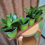 Laagblijvende Sansevieria, Mortsel, Huis en Inrichting, Ophalen