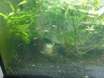 Baby guppy's guppie's, Dieren en Toebehoren, Vis, Zoetwatervis