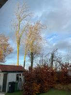 brandthout, Tuin en Terras, 6 m³ of meer, Ophalen, Eikenhout, Stammen