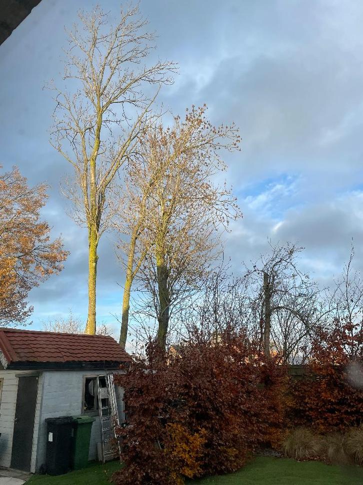 brandthout, Jardin & Terrasse, Bois de chauffage, Troncs d'arbres, Chêne, 6 m³ ou plus, Enlèvement