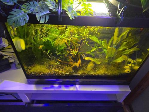 Aquarium 60 liter, Dieren en Toebehoren, Vissen | Aquaria en Toebehoren, Gebruikt, Gevuld zoetwateraquarium, Ophalen