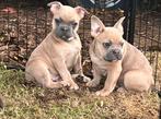 franse bulldog pups, Dieren en Toebehoren, België, Reu, 8 tot 15 weken, CDV (hondenziekte)