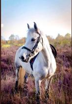 Verzorger gezocht voor onze lieve pony, Dieren en Toebehoren, Merrie